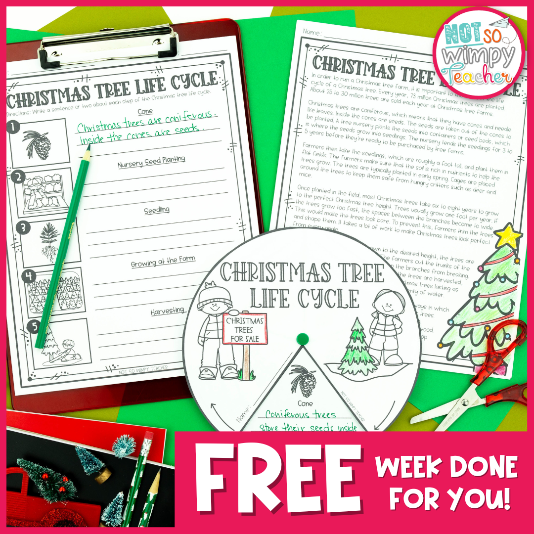 Christmas tree life cycle activity